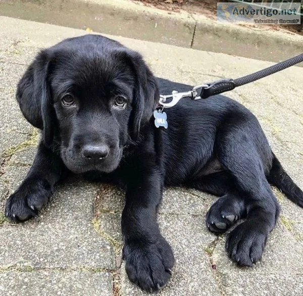 Cute labrador retriever puppies ready