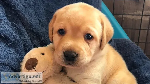 Absolute gorgeous yellow labradors retriever puppies