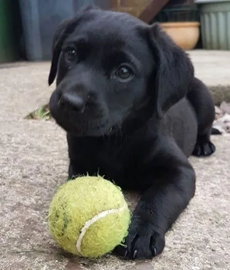 Cute male and female labrador retriever puppies