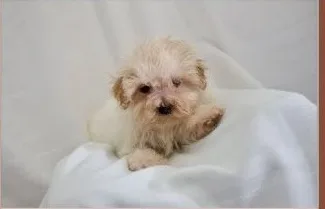 Male malti-poo puppy