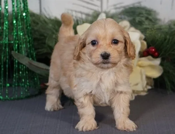 Male malti-poo puppy