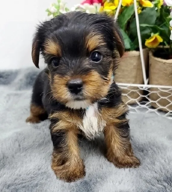 Adorable teacup and toy akc yorkie puppies
