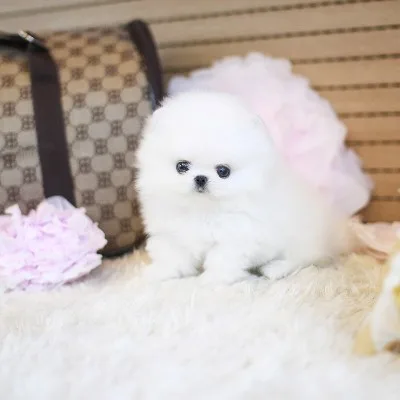 Top akc micro pomeranian puppies for sale