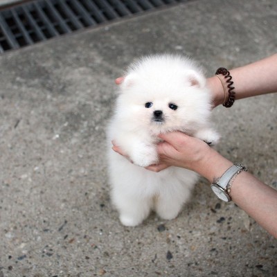 Teacup pomeranian puppies need in of home