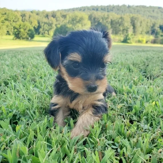 Adorable teacup and toy akc yorkie puppies