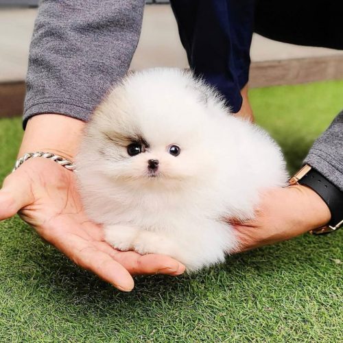 Teacup pomeranian puppies need in of home