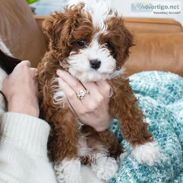 Cavapoo puppies for sale