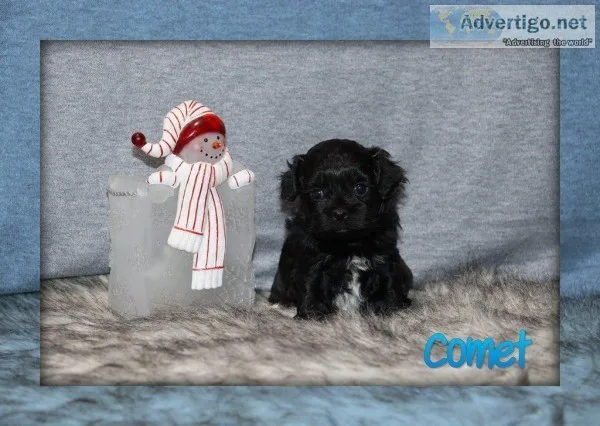 Comet shihpoo