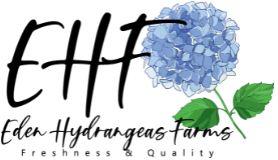 Bulk Hydrangeas Flowers Online  Edenhydrangeas
