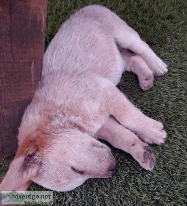 RED HEELERS PUPPIES