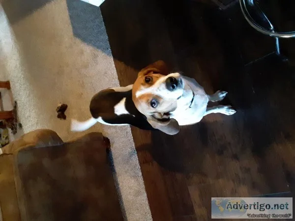 Free Dog