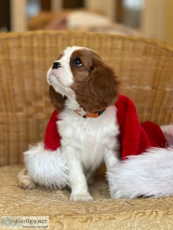 Cavalier King Charles Spaniel