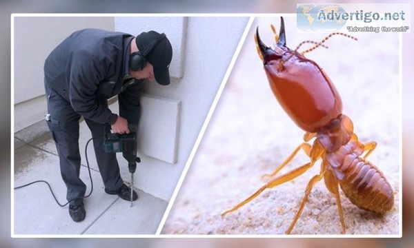 Termite Control in Noida