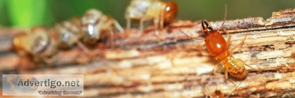 Termite Control in Lucknow