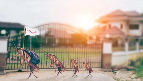 Pest control hamilton