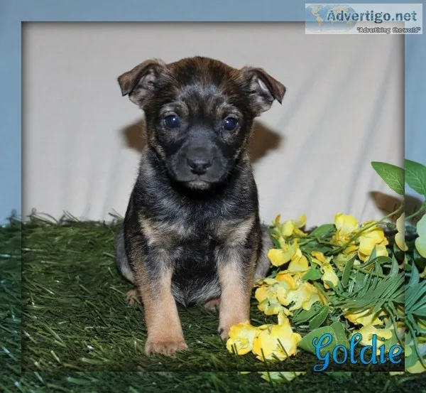 Goldie Female Border Collie Mix