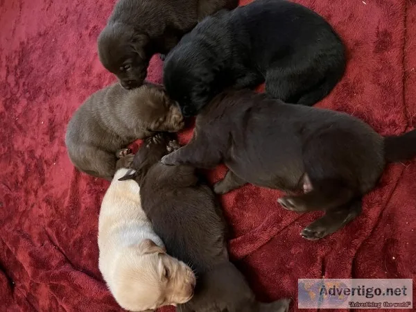 Goldador pups