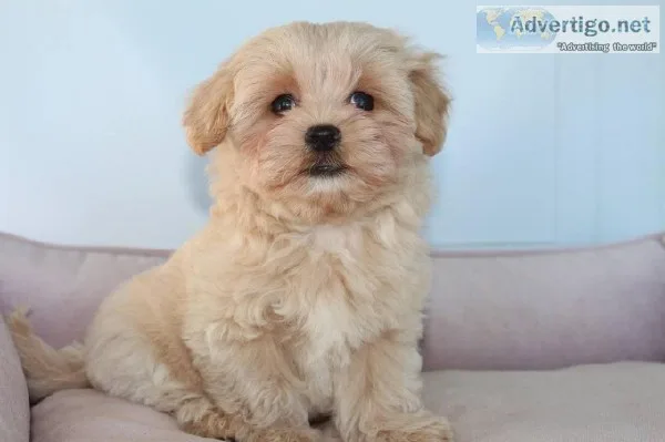 Adorable maltipoo