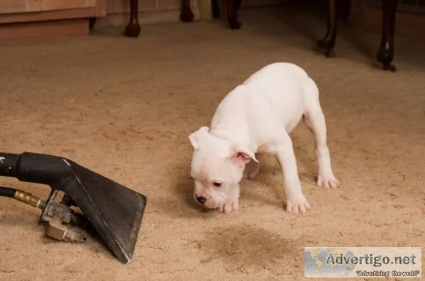 Same day carpet cleaning service canberra