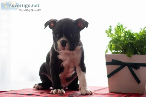 Bingo Boston Terrier