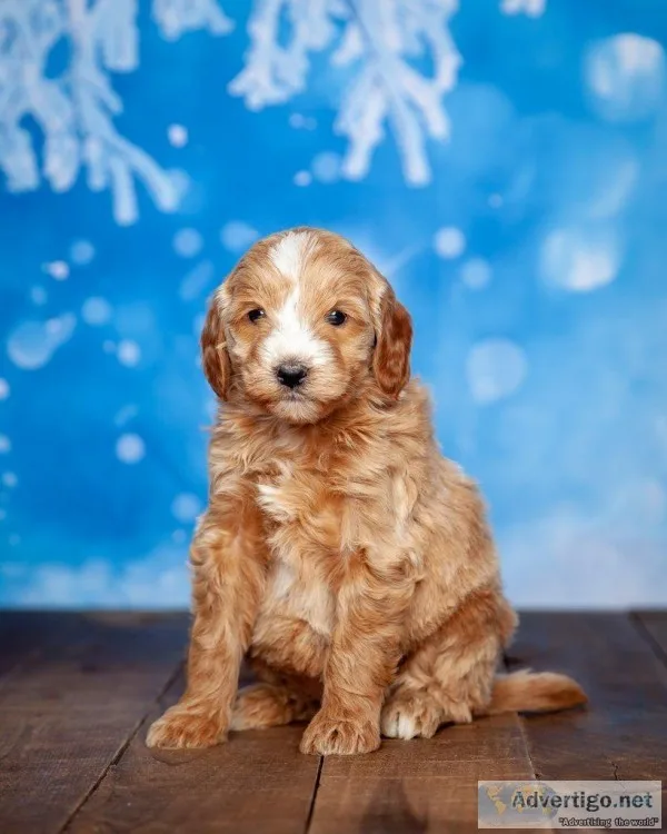 Teresa mini goldendoodle