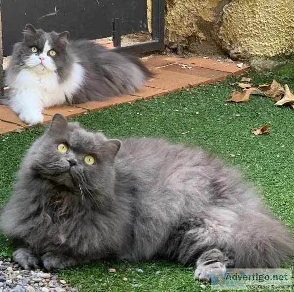 Grey persian cat