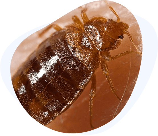 Commercial Pest Control Services In Lewisville