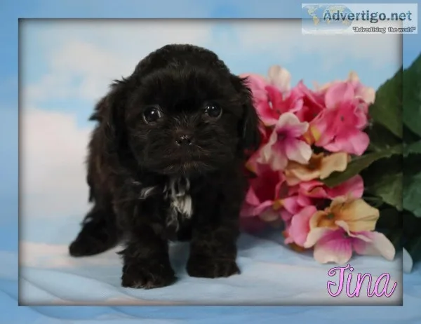 Tina Female Shihpoo