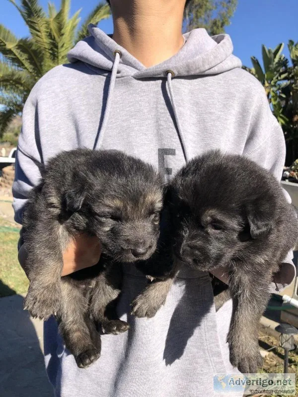 German Shepherd Puppies
