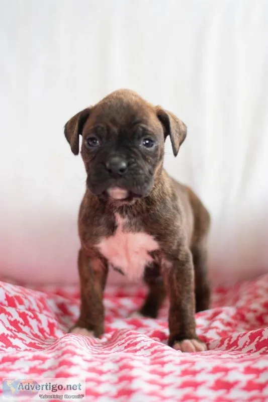 Bentley Boxer
