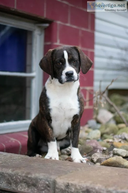 Spike Basset Hound