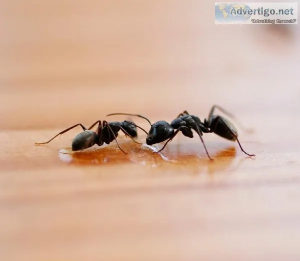 Ant Pest Control Services