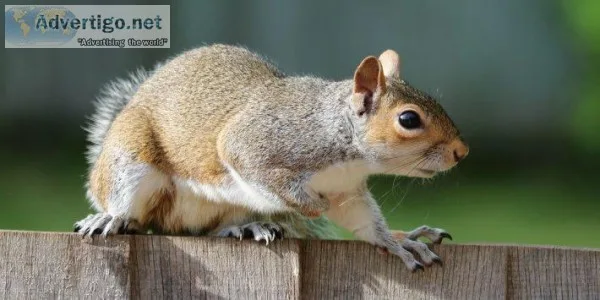 Squirrel Removal in Atlanta