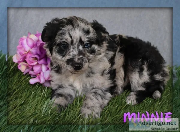Minnie Female Mini Aussiepoo