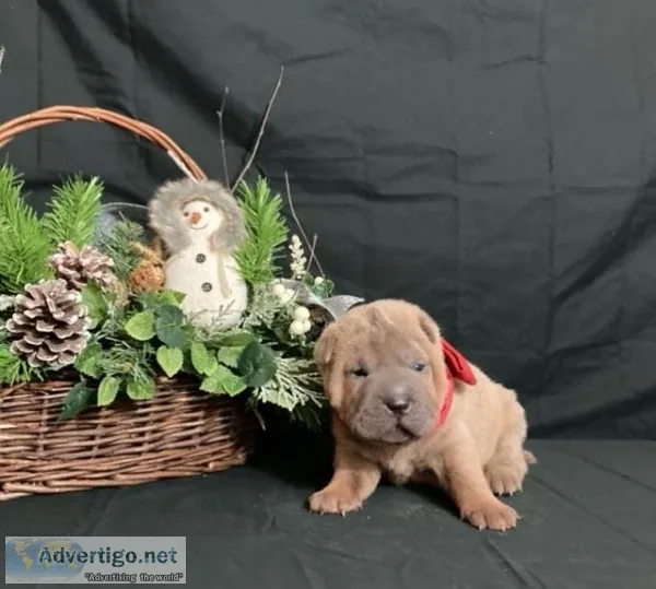 Mary Chinese Shar-Pei