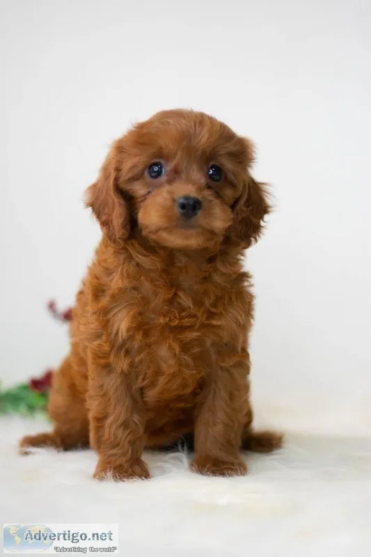 Vera Mini Cavapoo