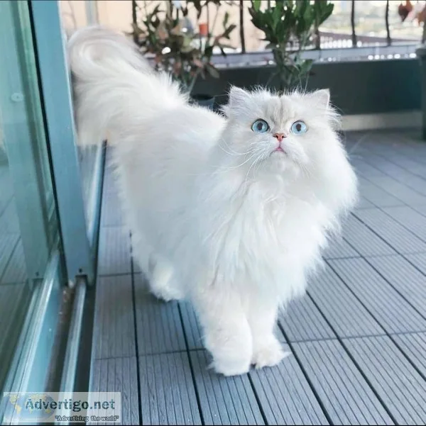 Cat shop near me