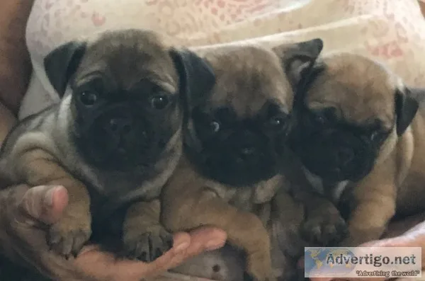 French bulldog/pug (frug) puppies