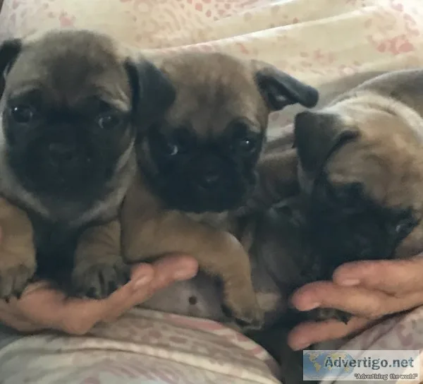 French bulldog/pug (frug) puppies