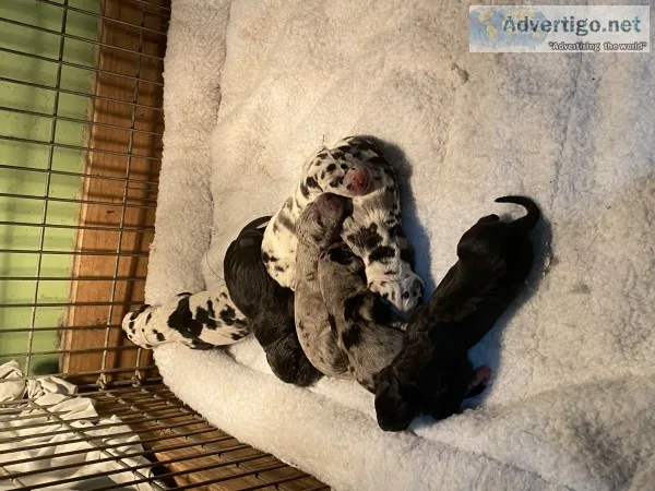 Great dane pups