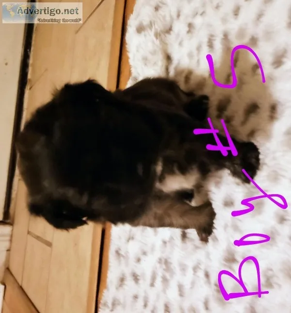 ShiTzu mix puppies