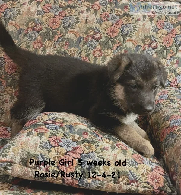 Akc german shepherd
