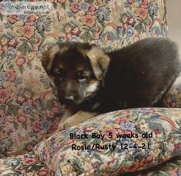 Akc german shepherd