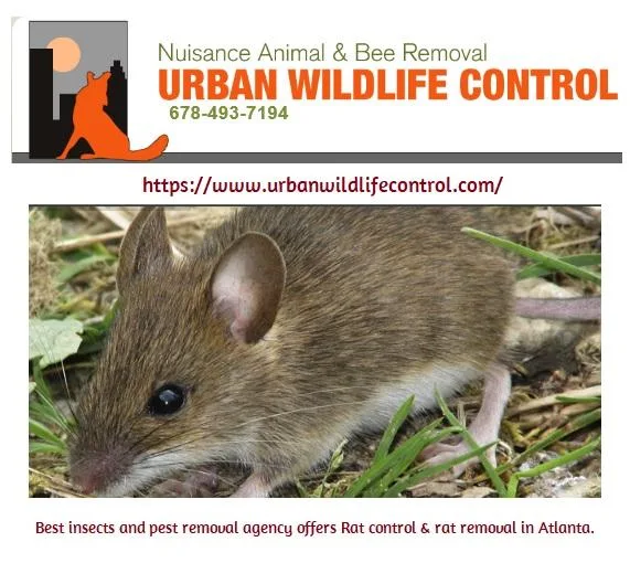 Affordable Pest Control Services in Atlanta
