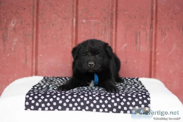 Junior Newfoundland