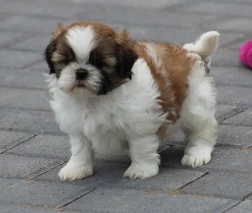 Healthy Shih Tzu puppies