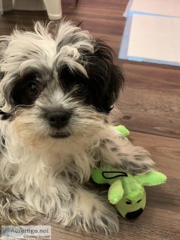 Shih-tzu puppy