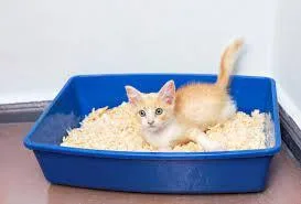 Fragrance Cat Litter Suppliers