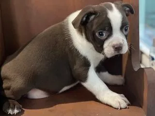 Oakley Boston Terrier
