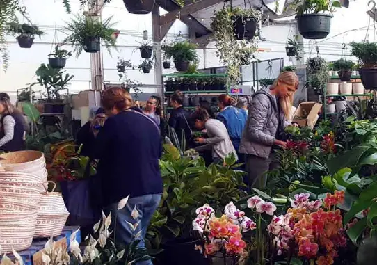Indoor Plant Nursery in Austrailia  the Jungle Collective